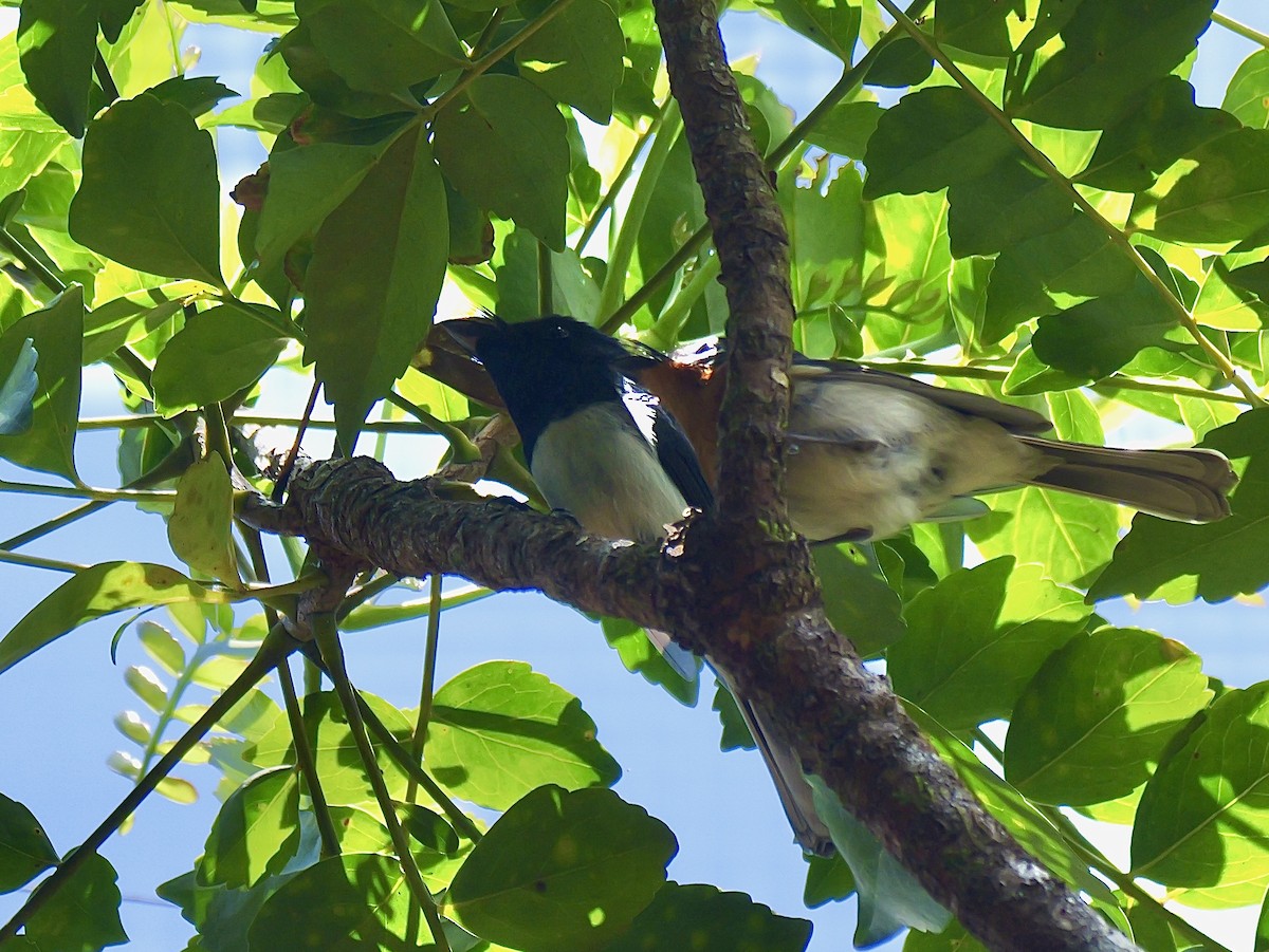 Melanesian Flycatcher - ML642894506