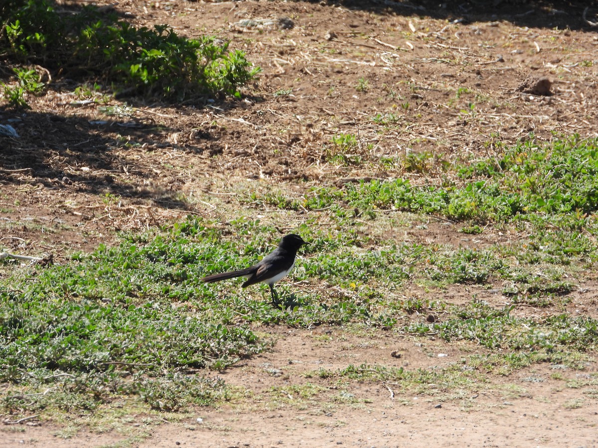 Willie-wagtail - ML642894507