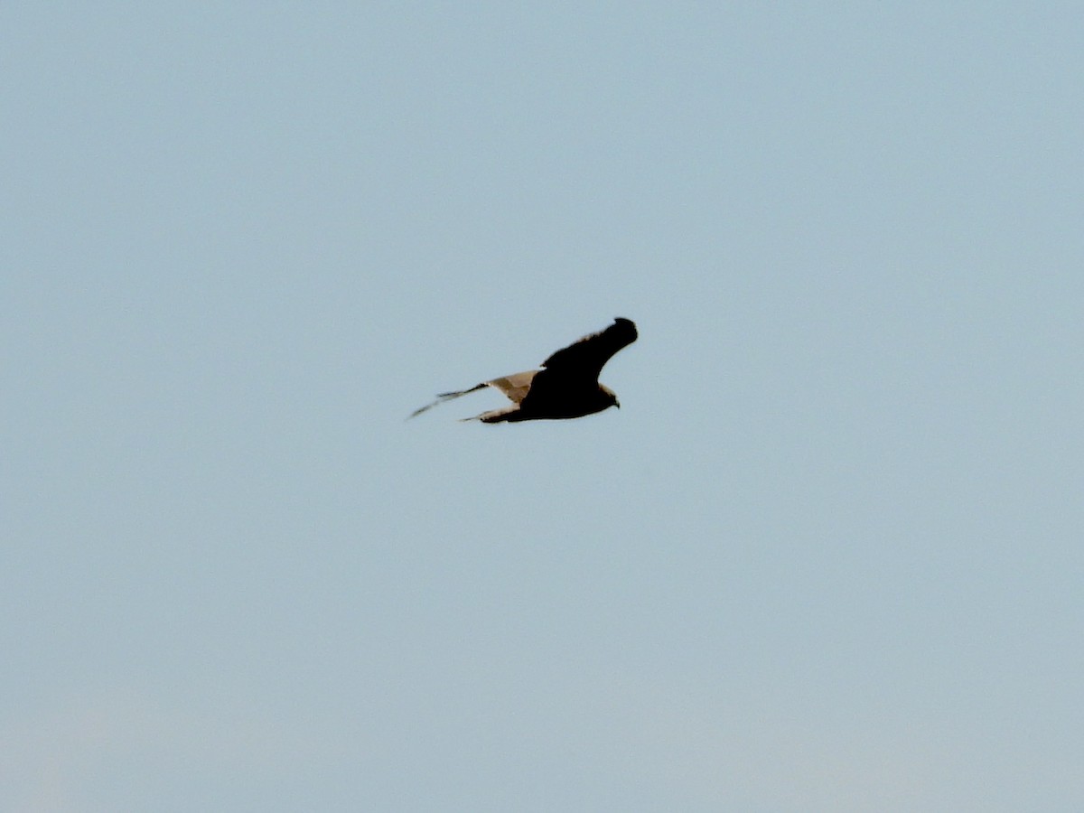 Swamp Harrier - ML642894510