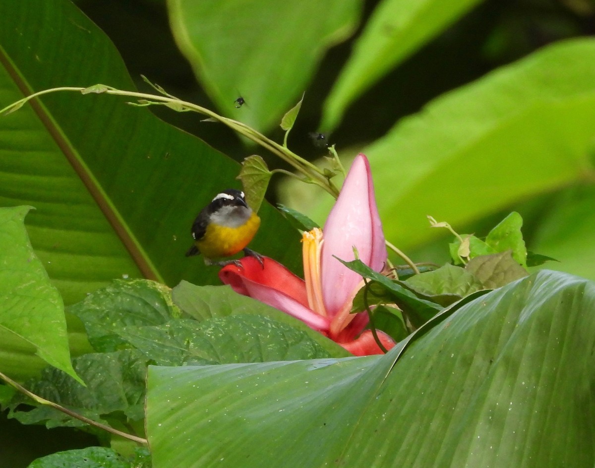 Bananaquit - ML642894512