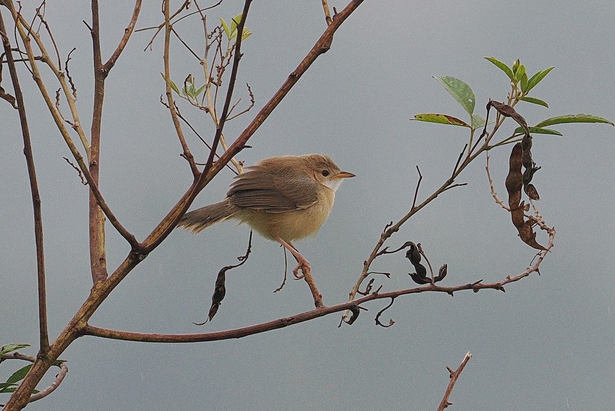 Tawny-flanked Prinia - ML642894514