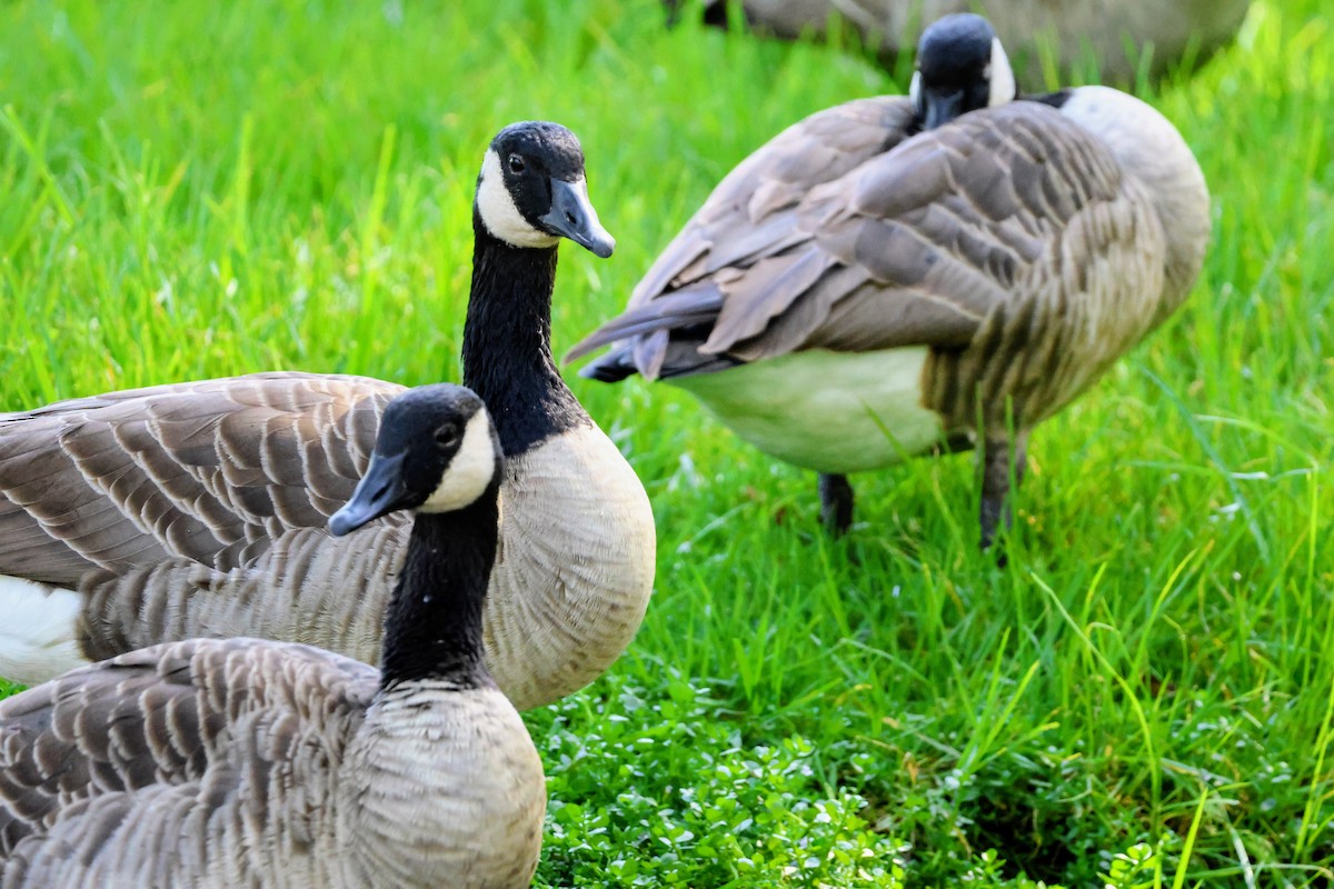 Branta kanadar handia - ML642894516