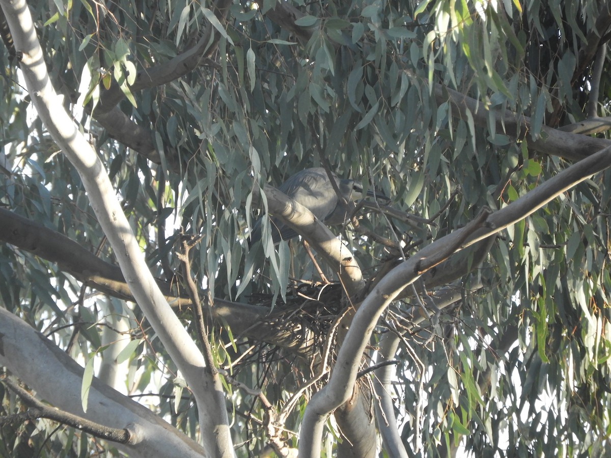 White-faced Heron - ML642894526