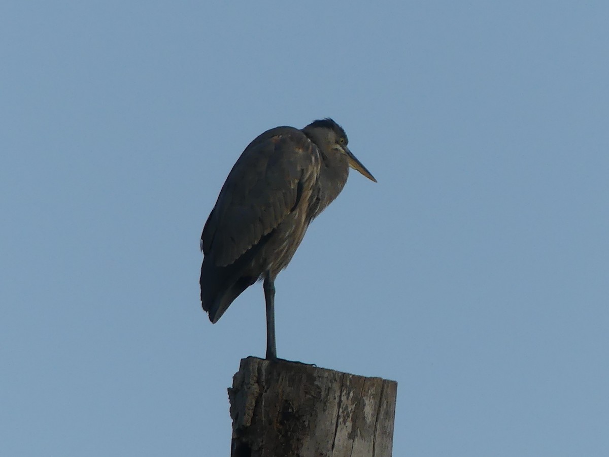Great Blue Heron - ML642894534