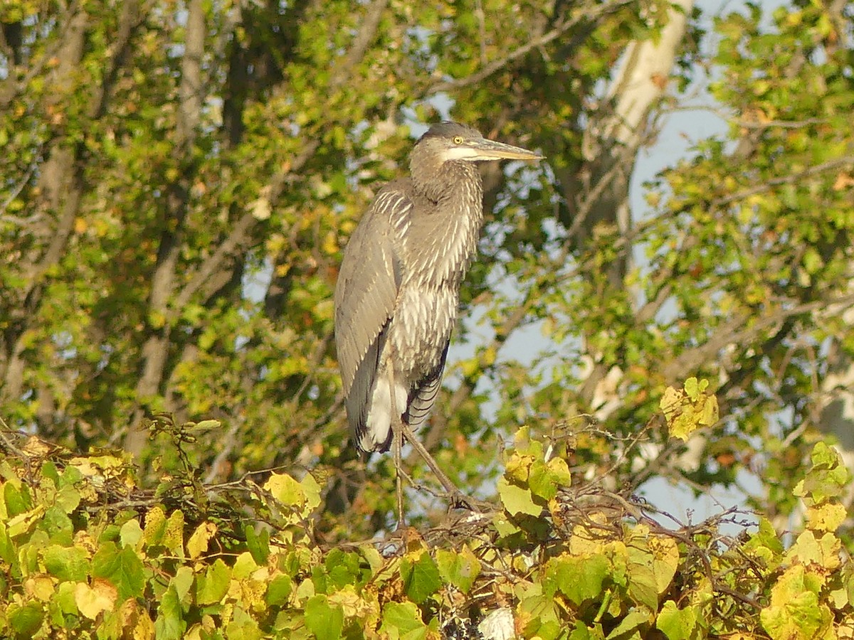 Great Blue Heron - ML642894535