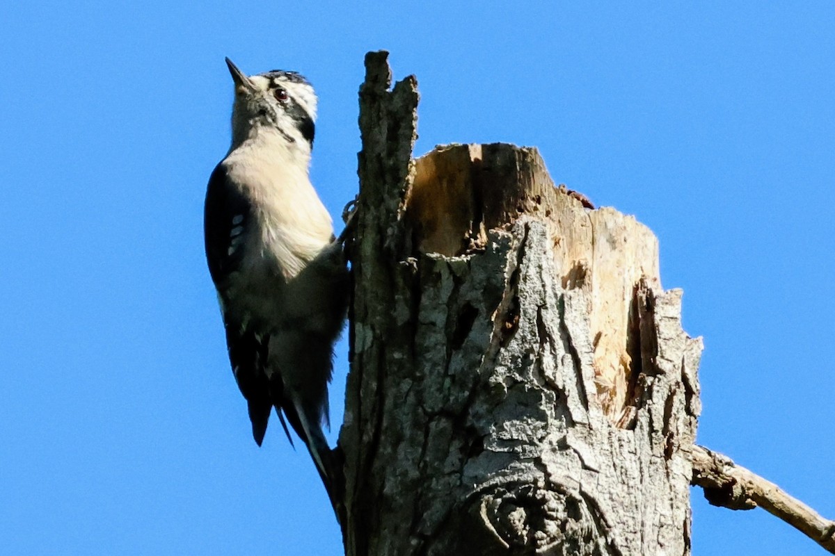 Downy Woodpecker - ML642894538