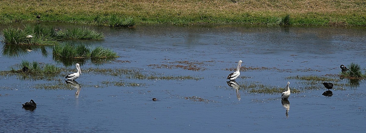 Australian Pelican - ML642894539