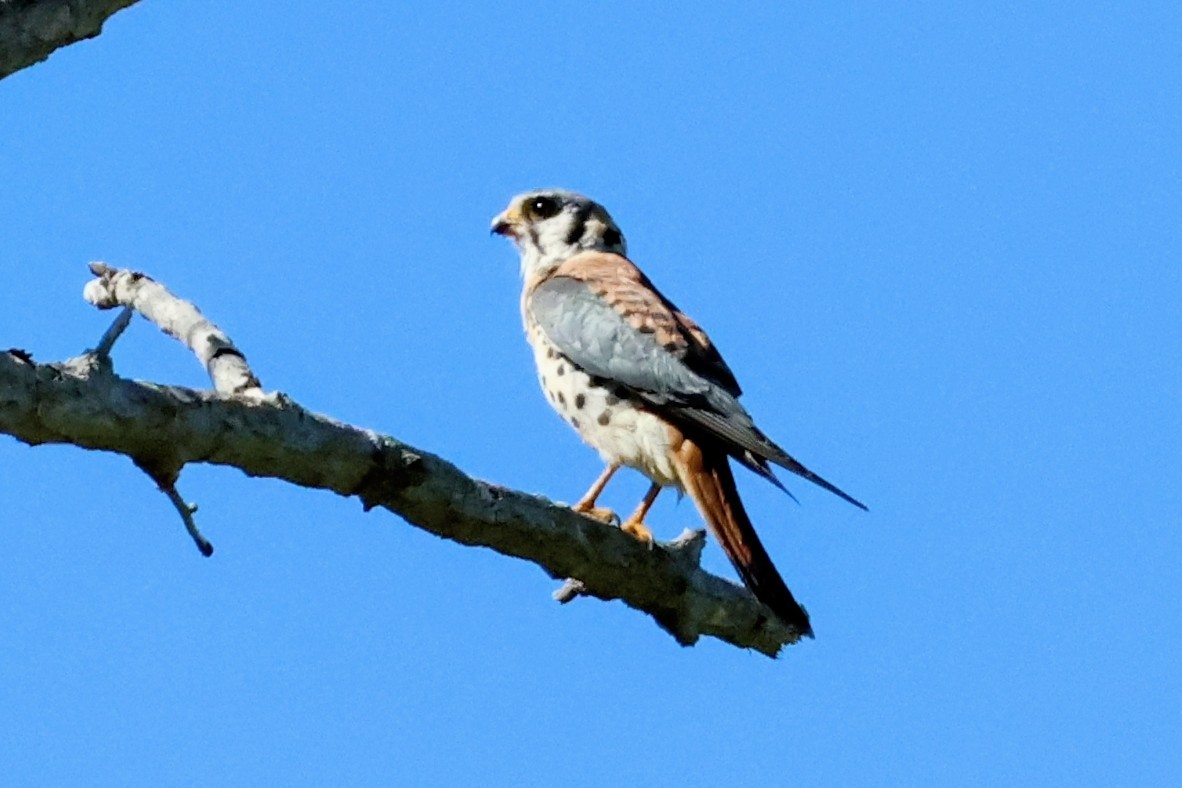 American Kestrel - ML642894542