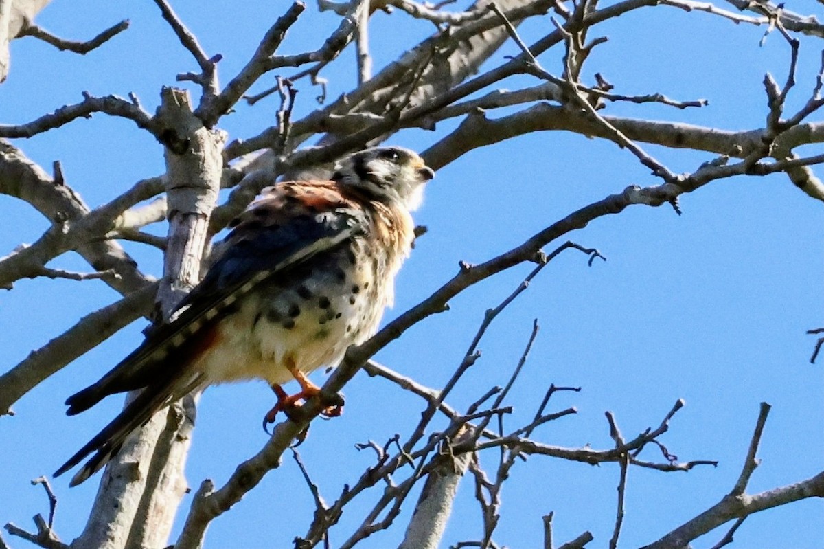 American Kestrel - ML642894543