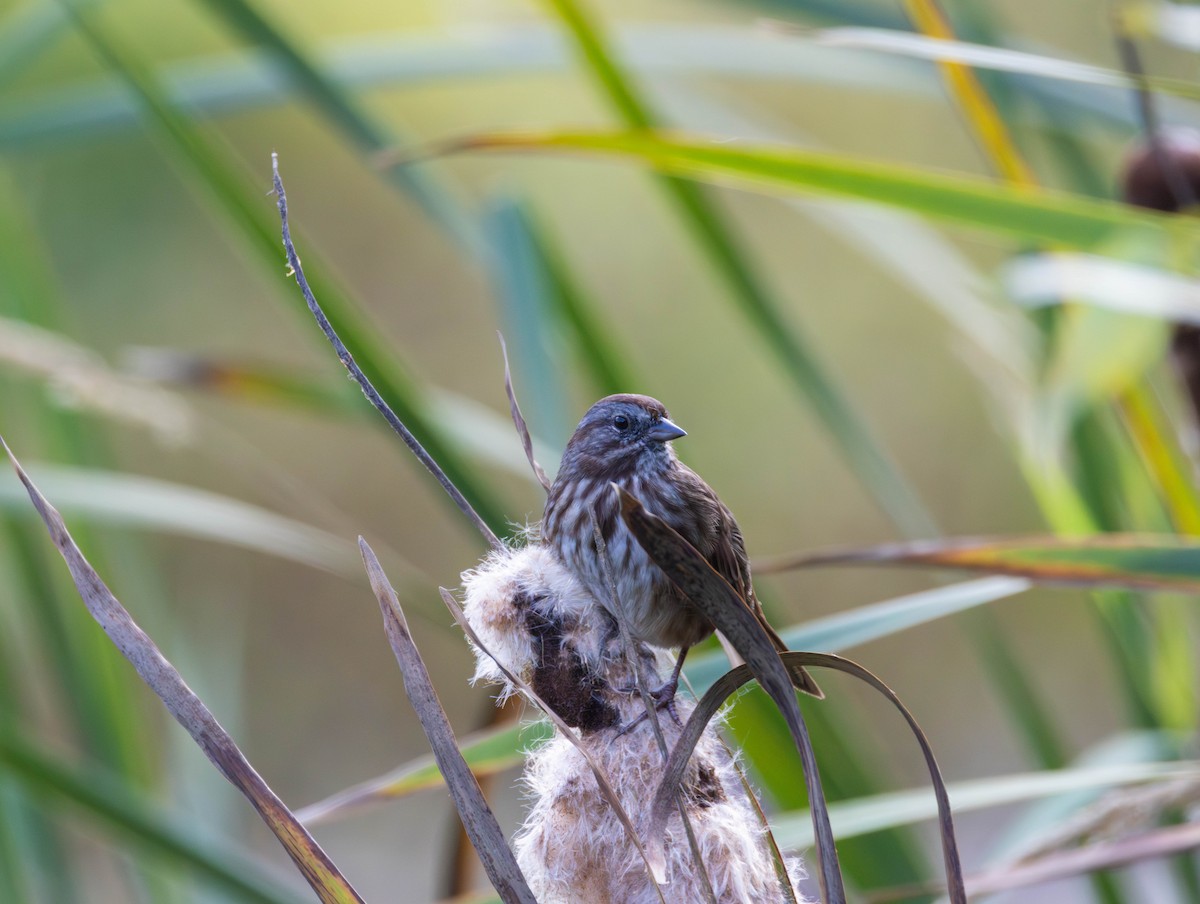 Song Sparrow - ML642894548
