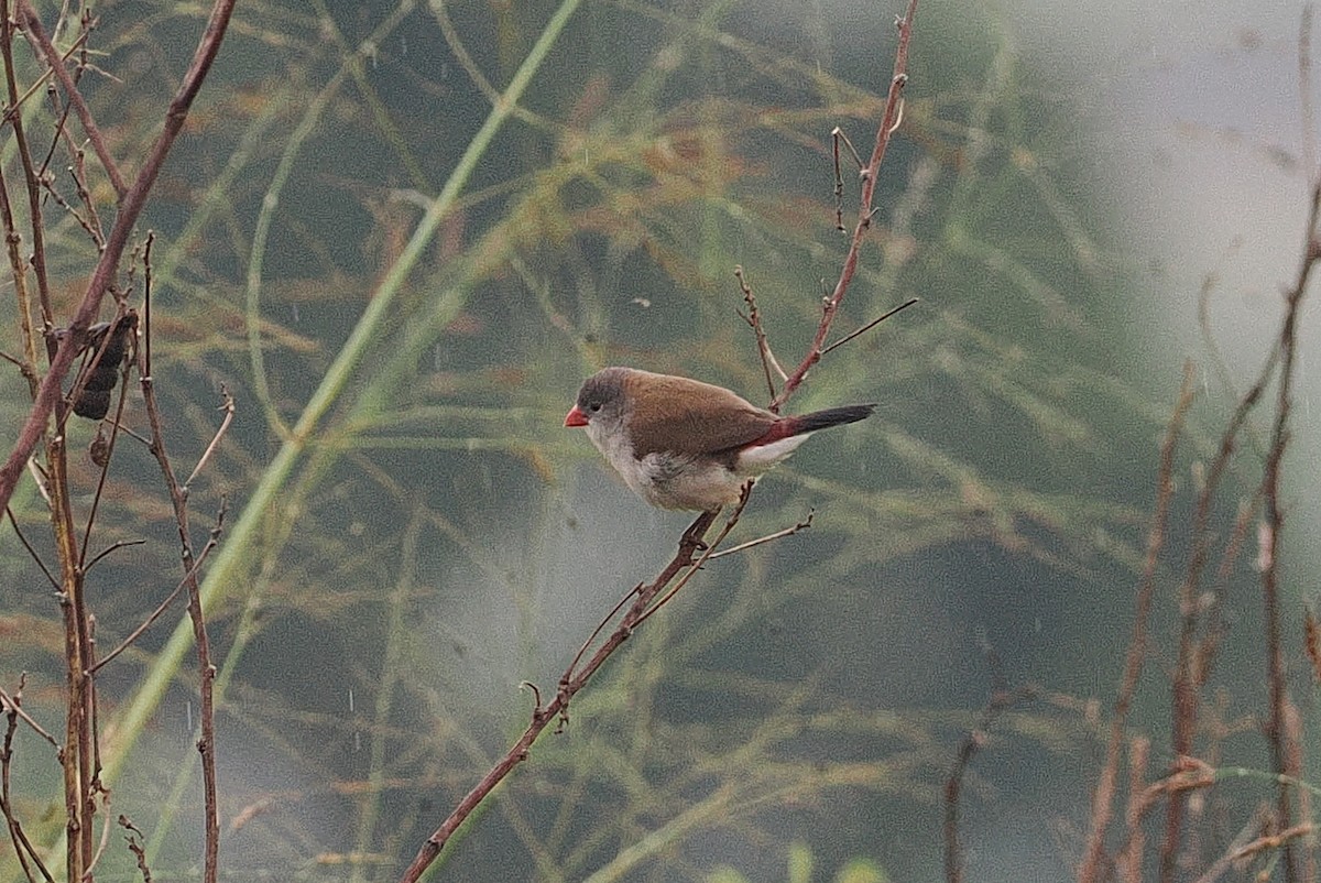 Fawn-breasted Waxbill - ML642894549