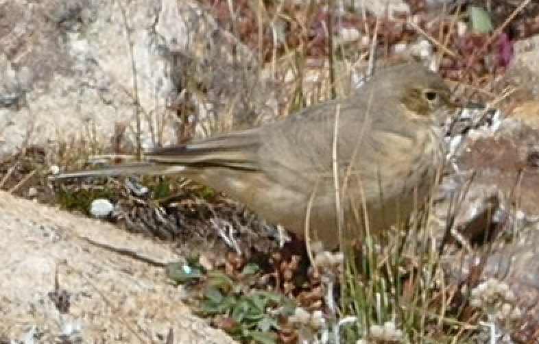 American Pipit - ML642894550