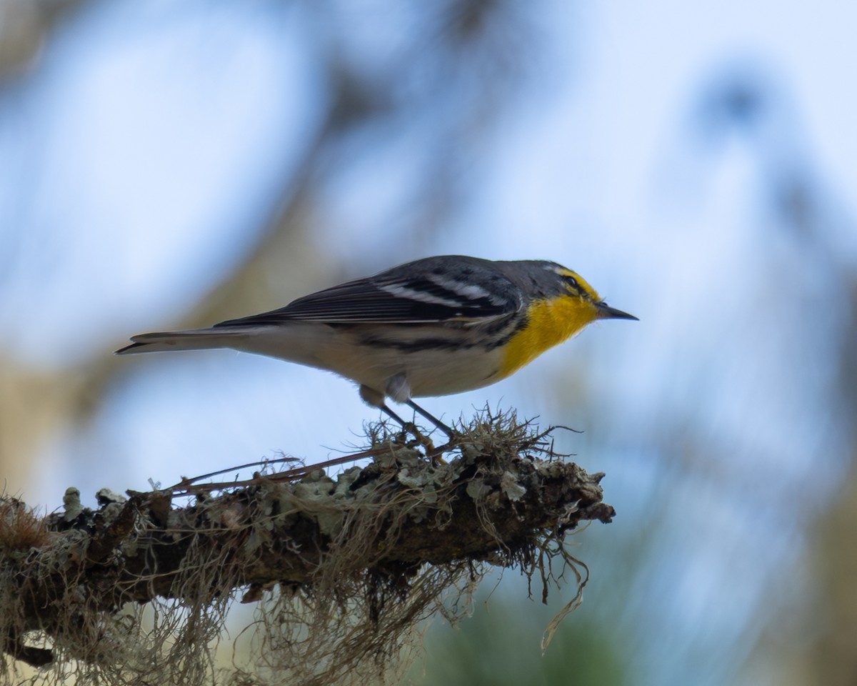 Grace's Warbler - ML642894551