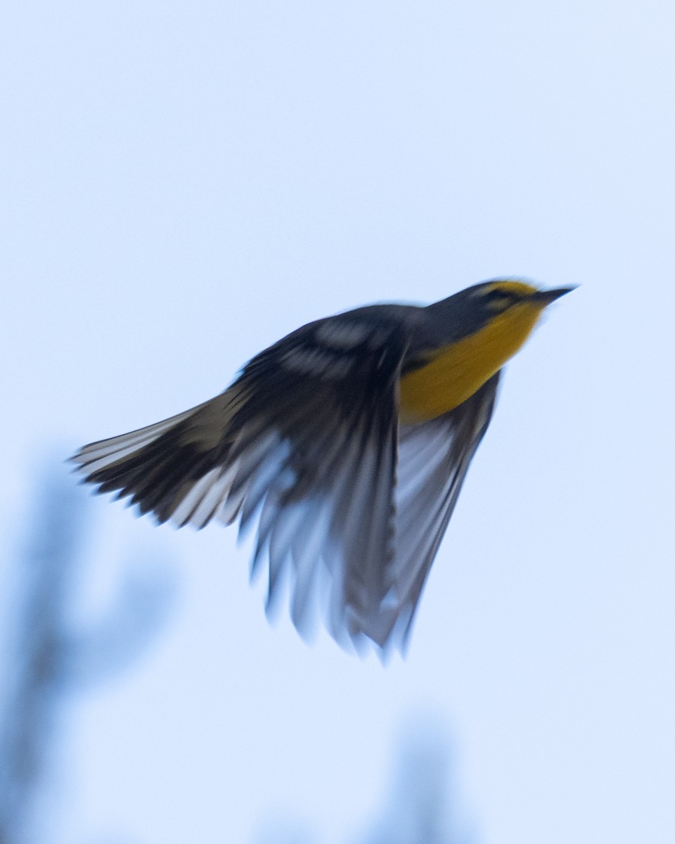 Grace's Warbler - ML642894552