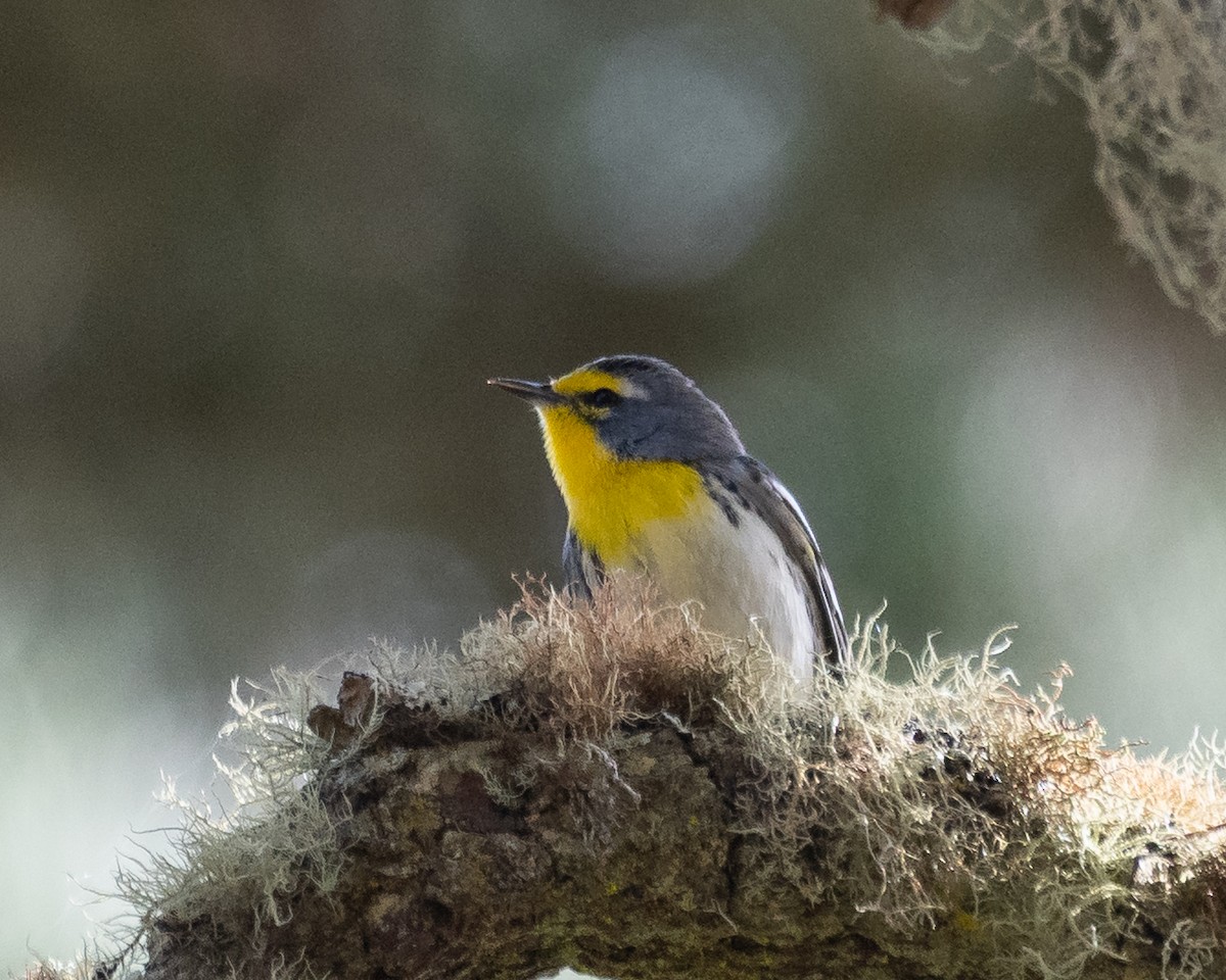 Grace's Warbler - ML642894553