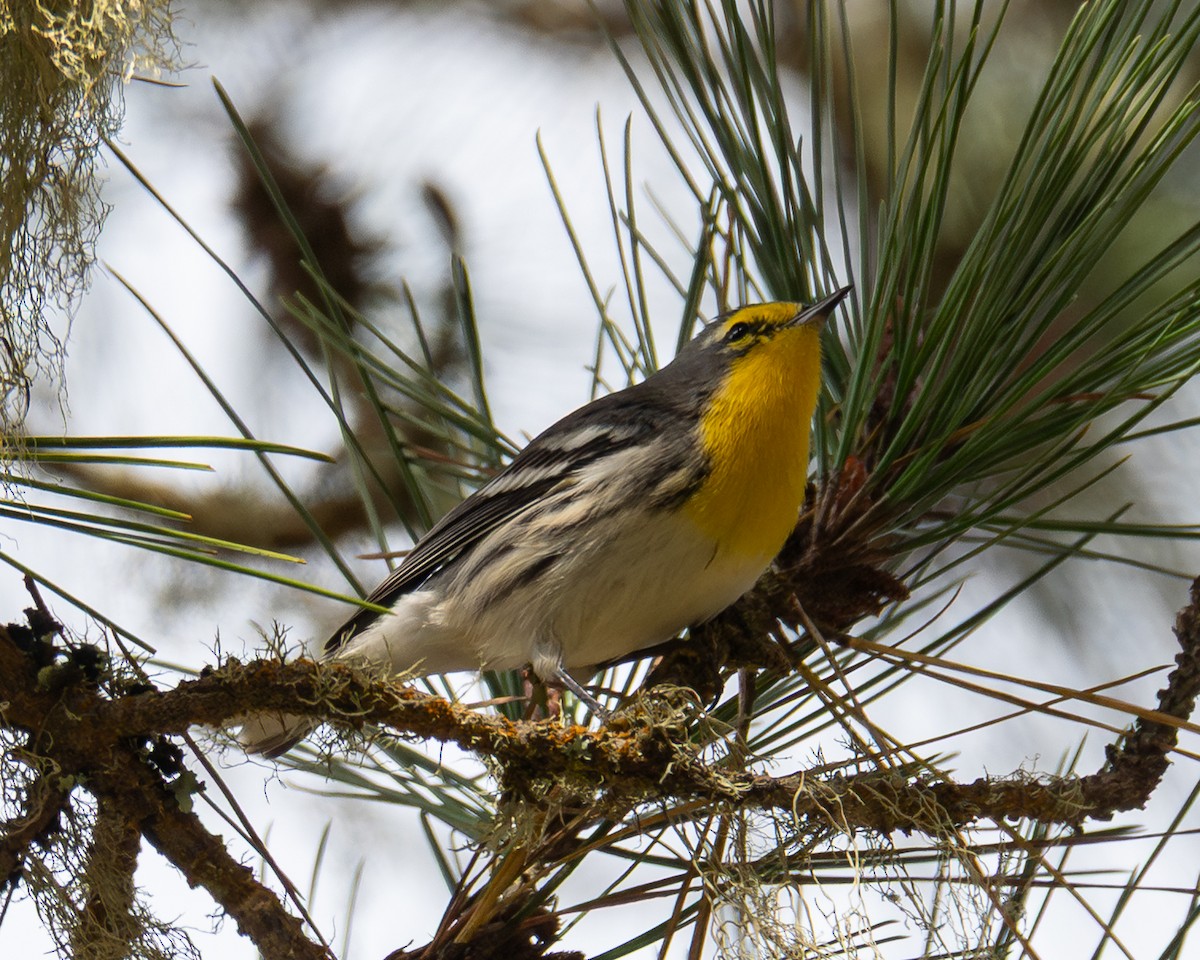 Grace's Warbler - ML642894554
