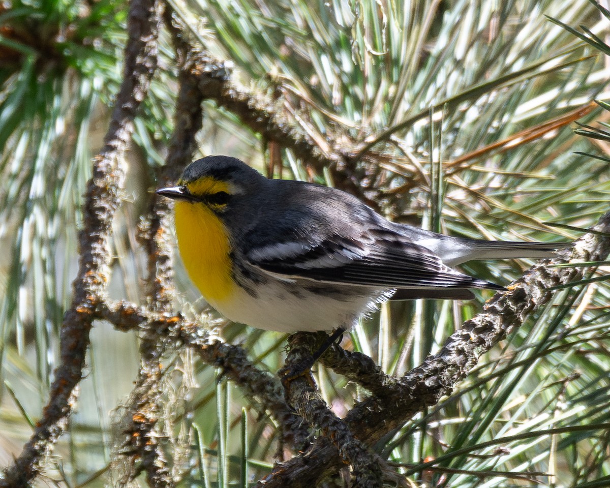 Grace's Warbler - ML642894555