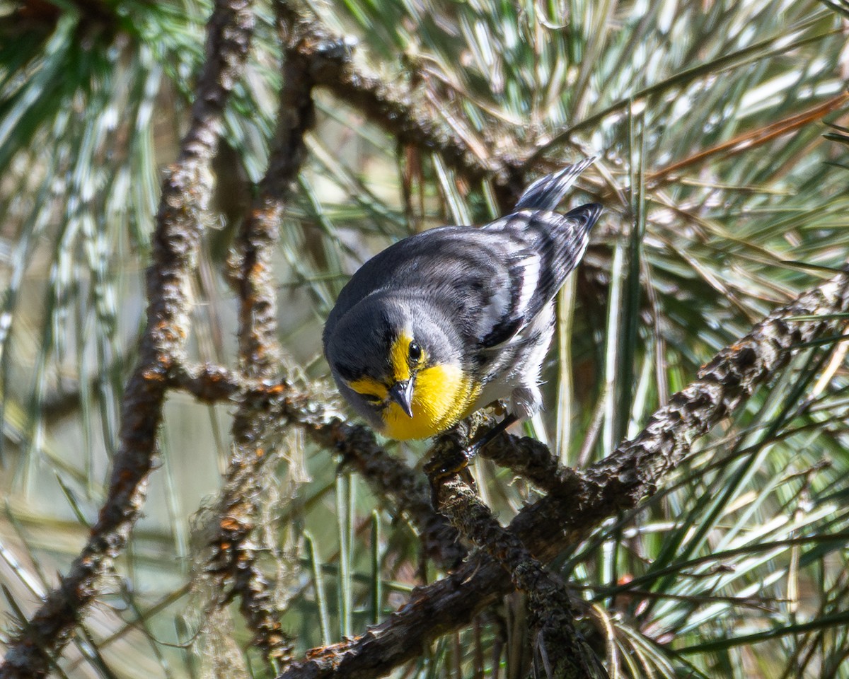 Grace's Warbler - ML642894556