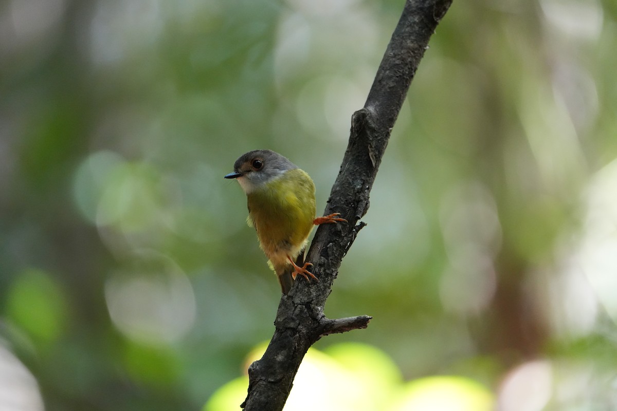 Pale-yellow Robin - ML642894560