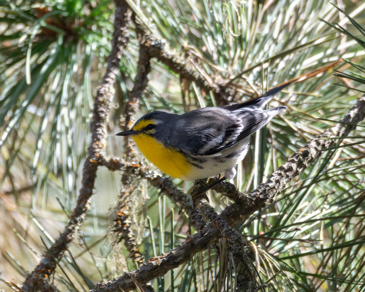 Grace's Warbler - ML642894562