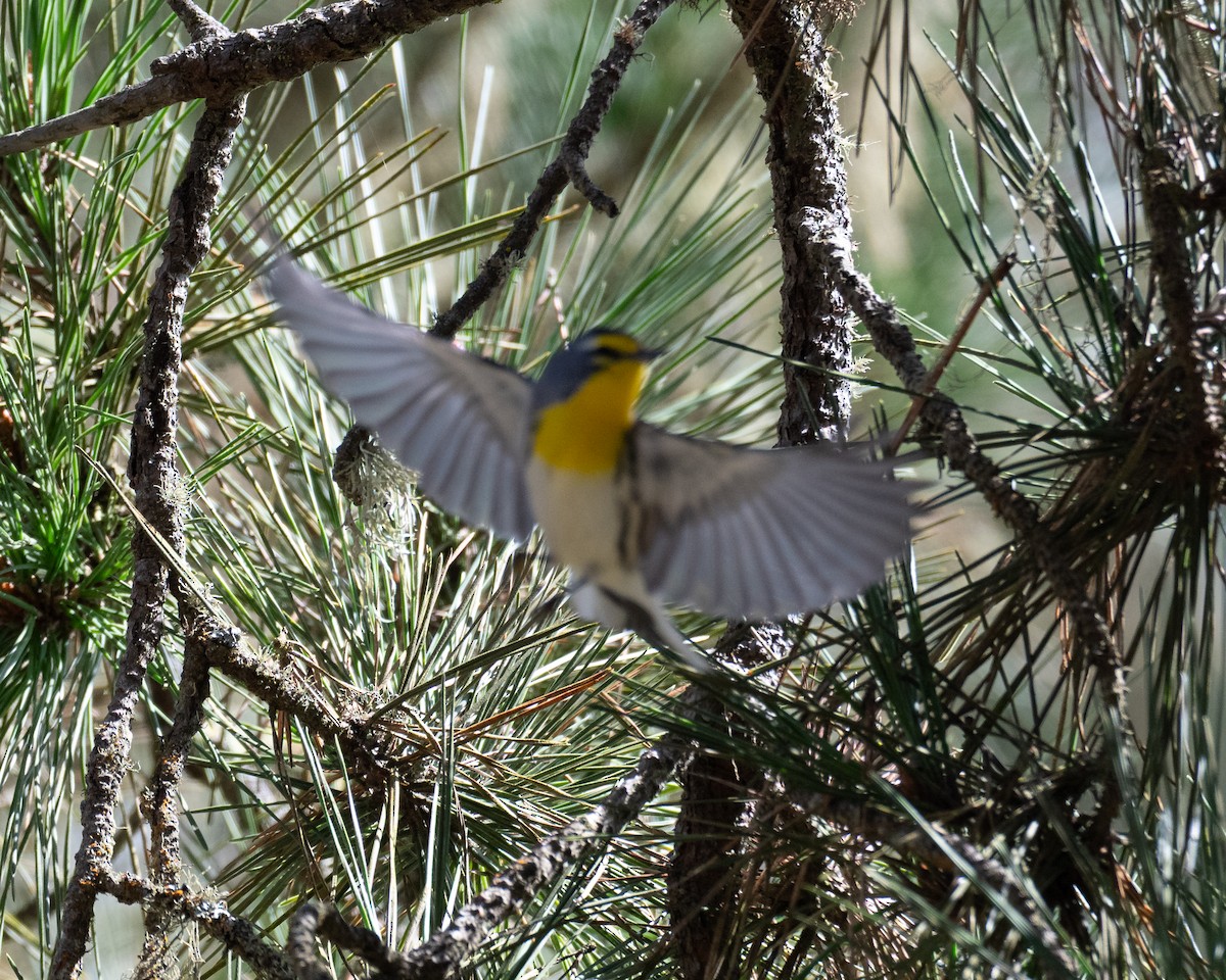 Grace's Warbler - ML642894564