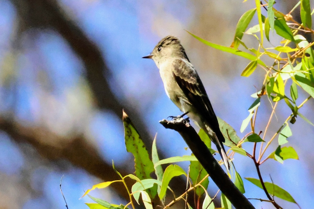 Western Wood-Pewee - ML642894566