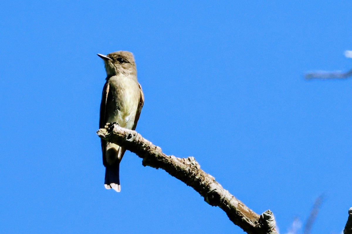 Western Wood-Pewee - ML642894567
