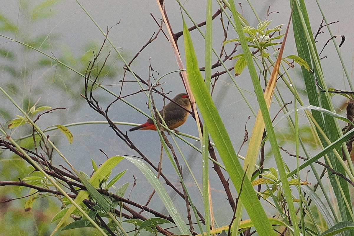 Zebra Waxbill - ML642894573