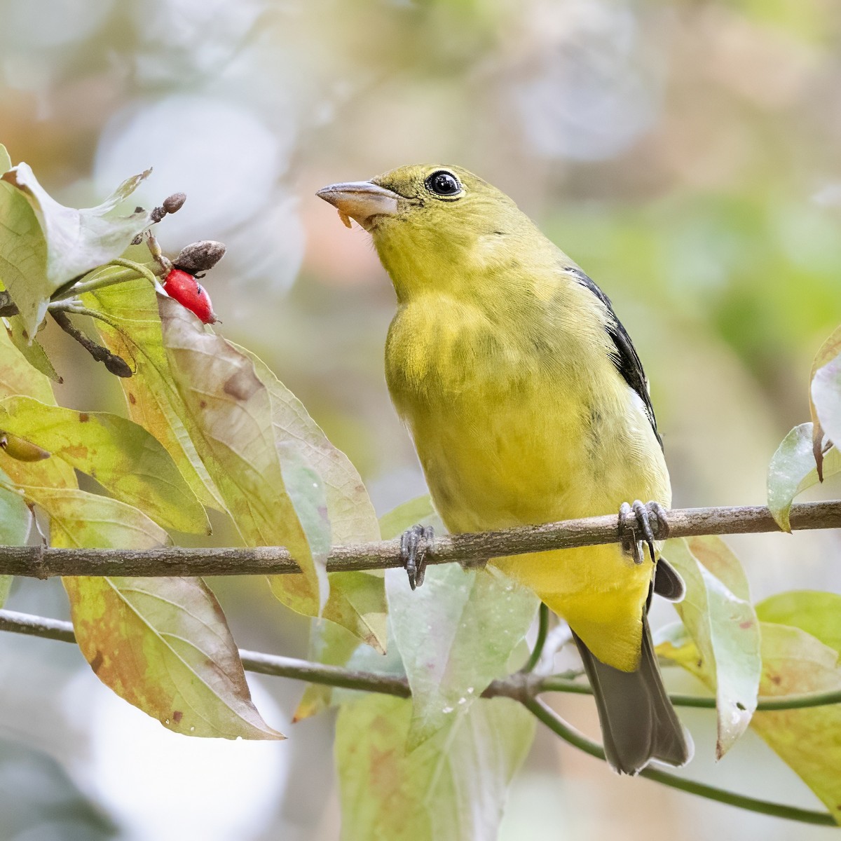 Scarlet Tanager - ML642894574