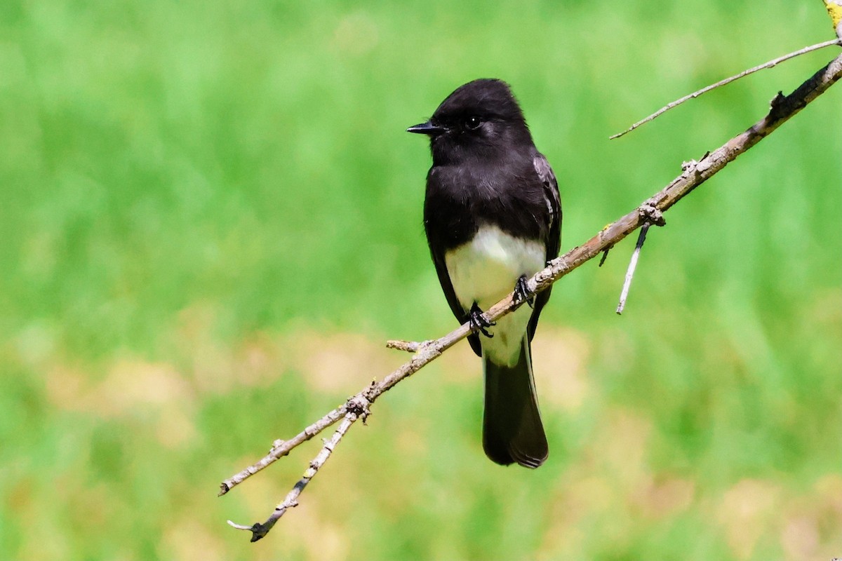 Black Phoebe - ML642894581