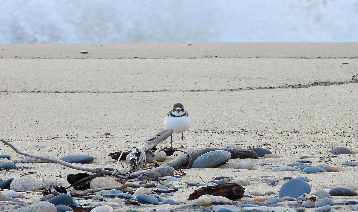 Semipalmated Plover - ML642894584