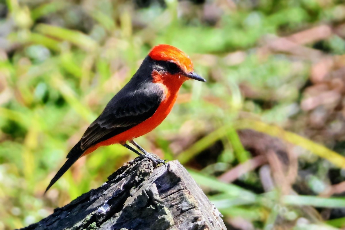 Vermilion Flycatcher - ML642894586