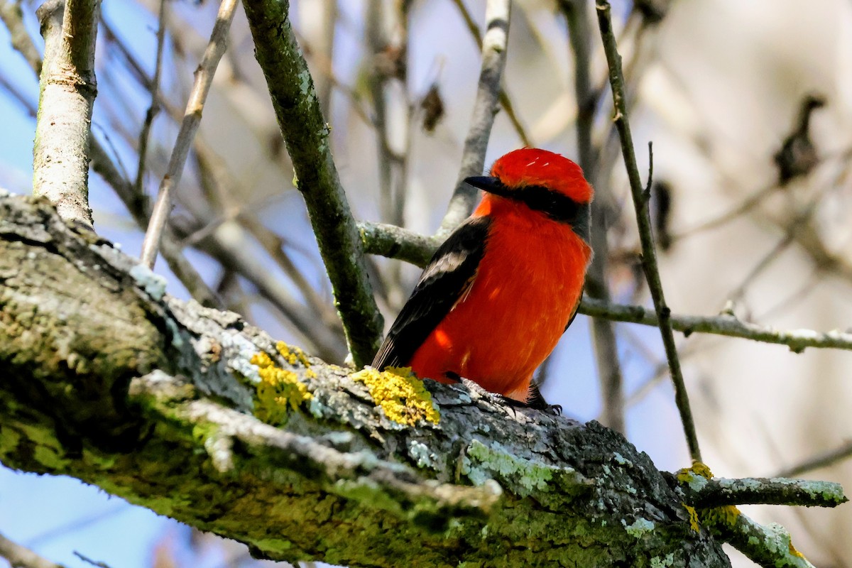 Vermilion Flycatcher - ML642894587