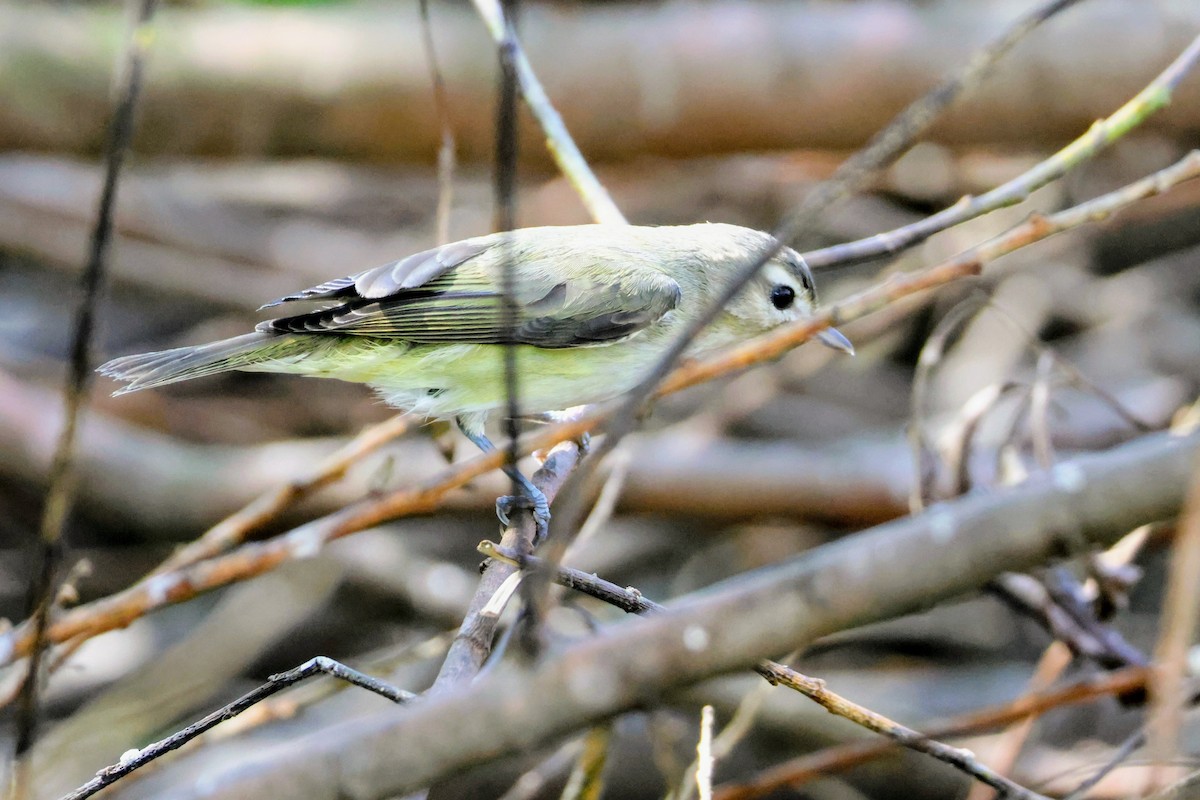 Warbling Vireo - ML642894589