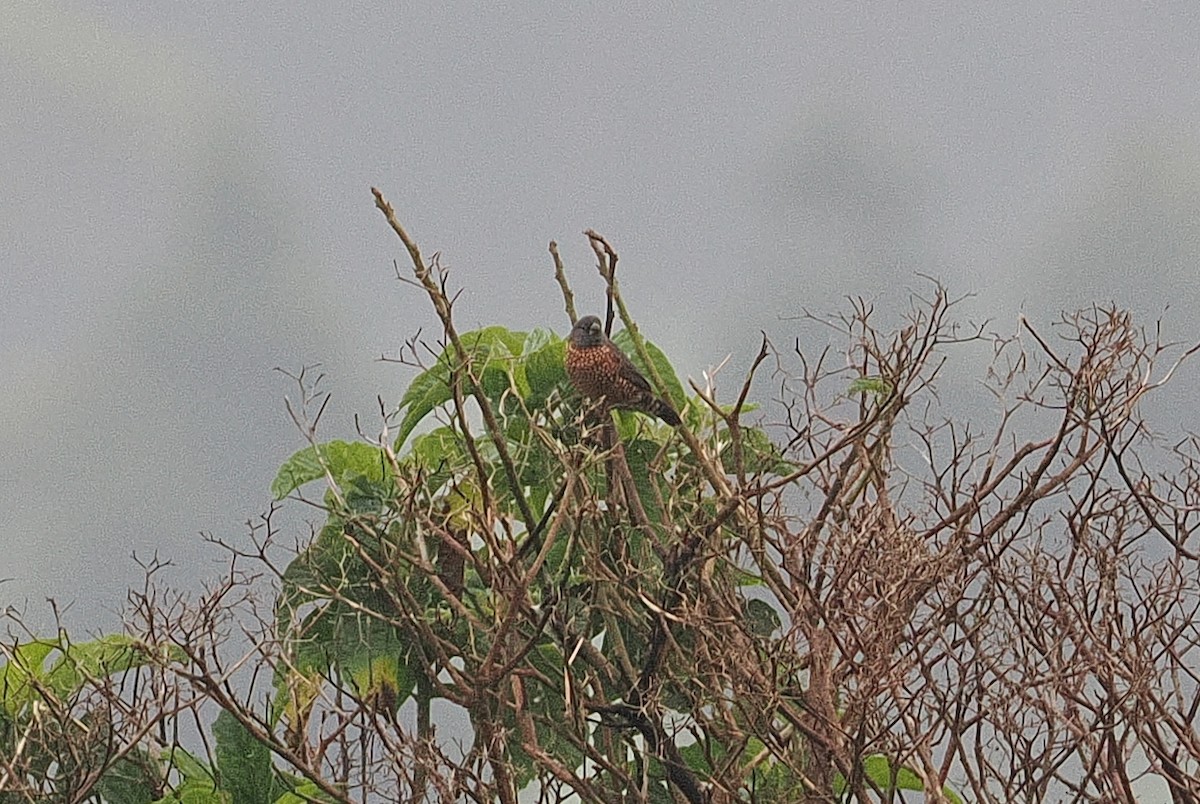 Brown Twinspot - ML642894590