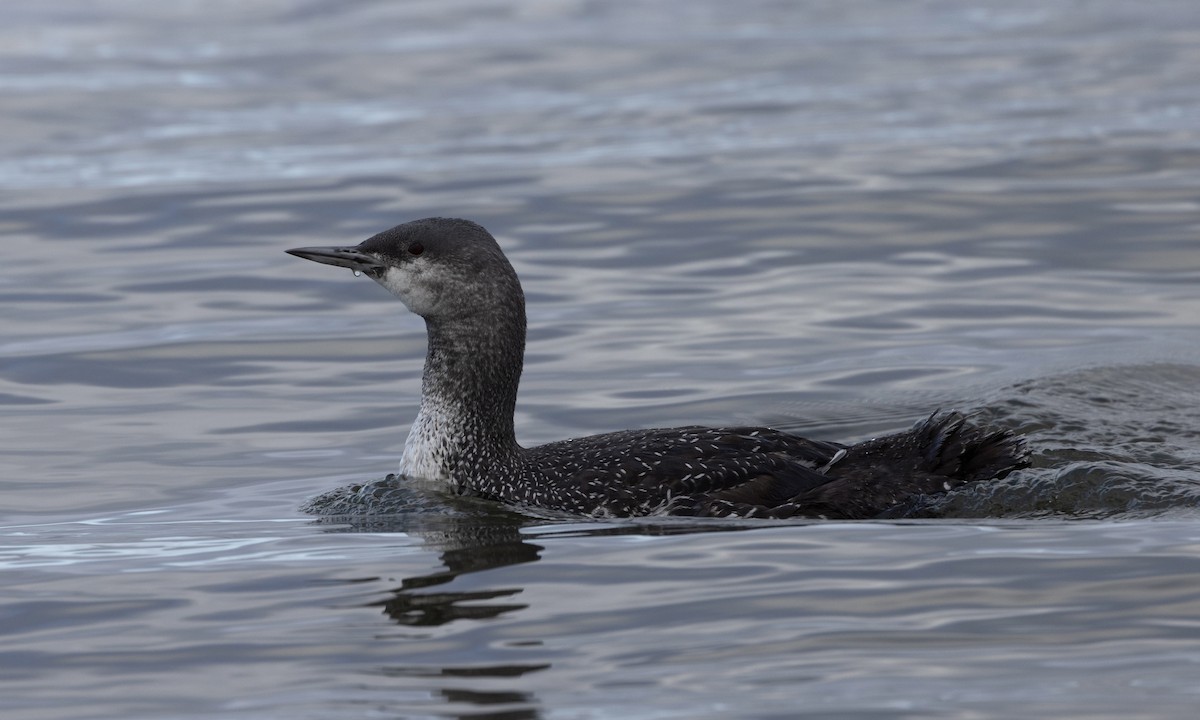 potáplice malá - ML642894591