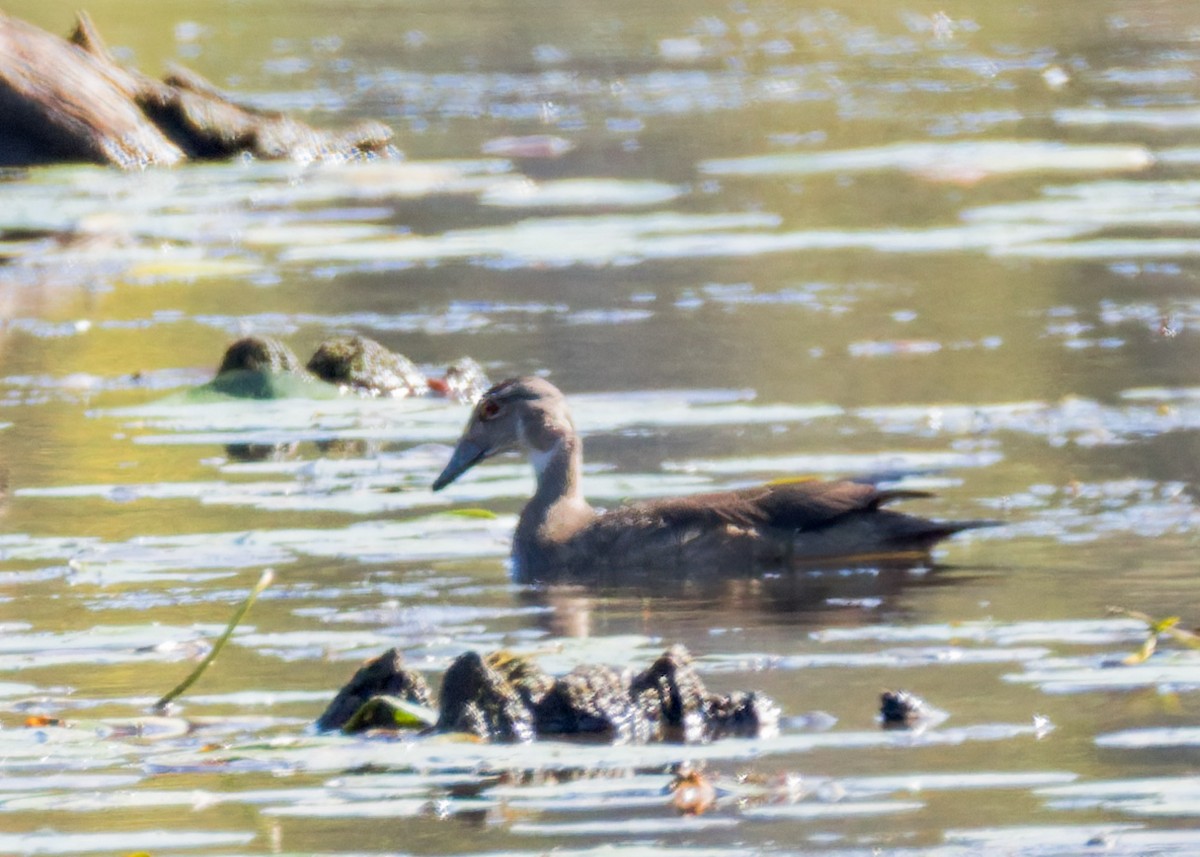Wood Duck - ML642894593