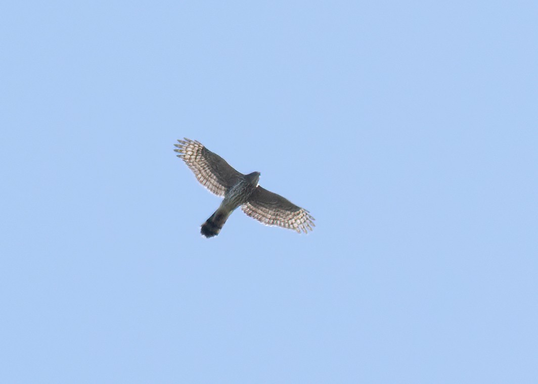 Sharp-shinned/Cooper's Hawk - ML642894594