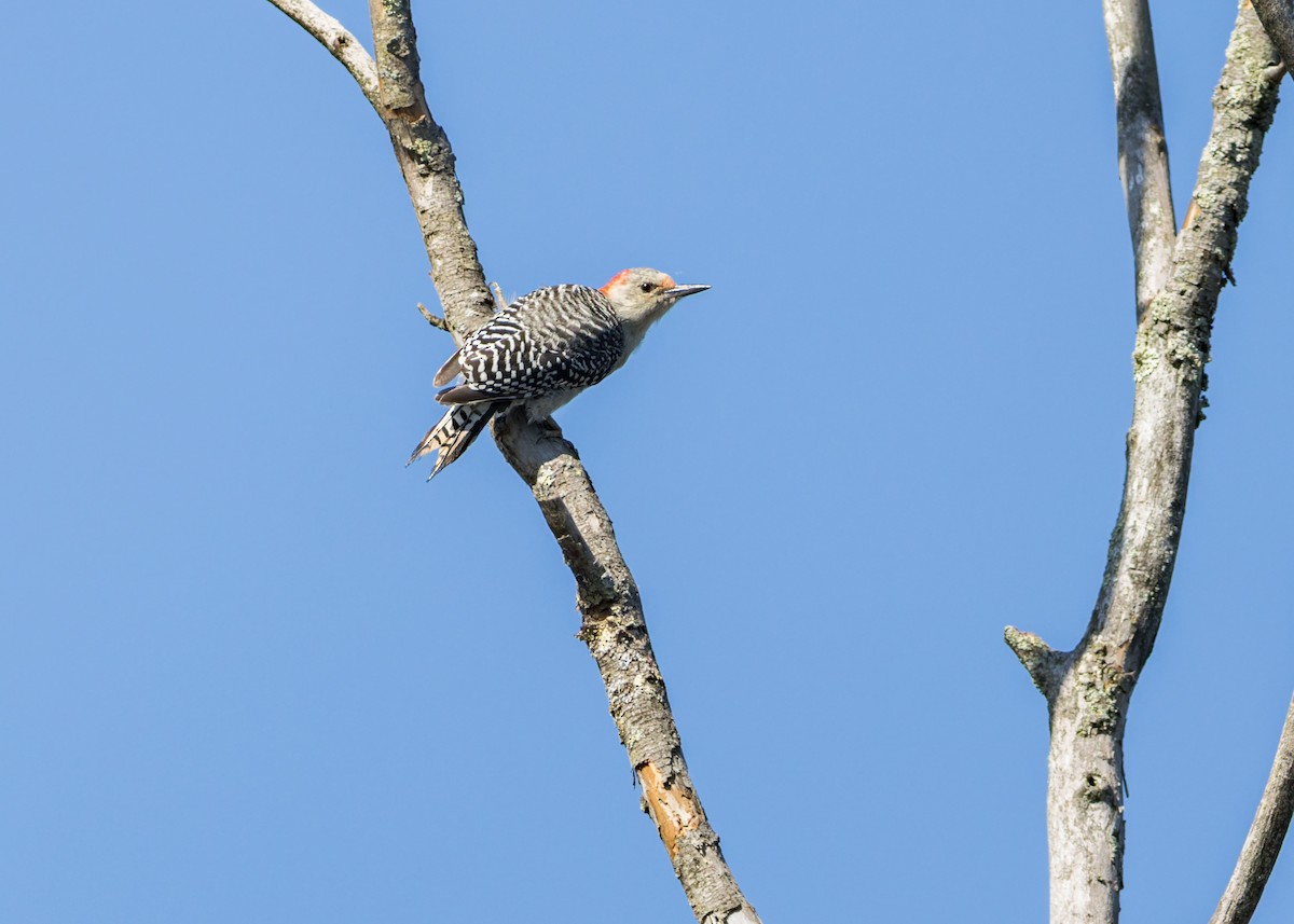 Red-bellied Woodpecker - ML642894597
