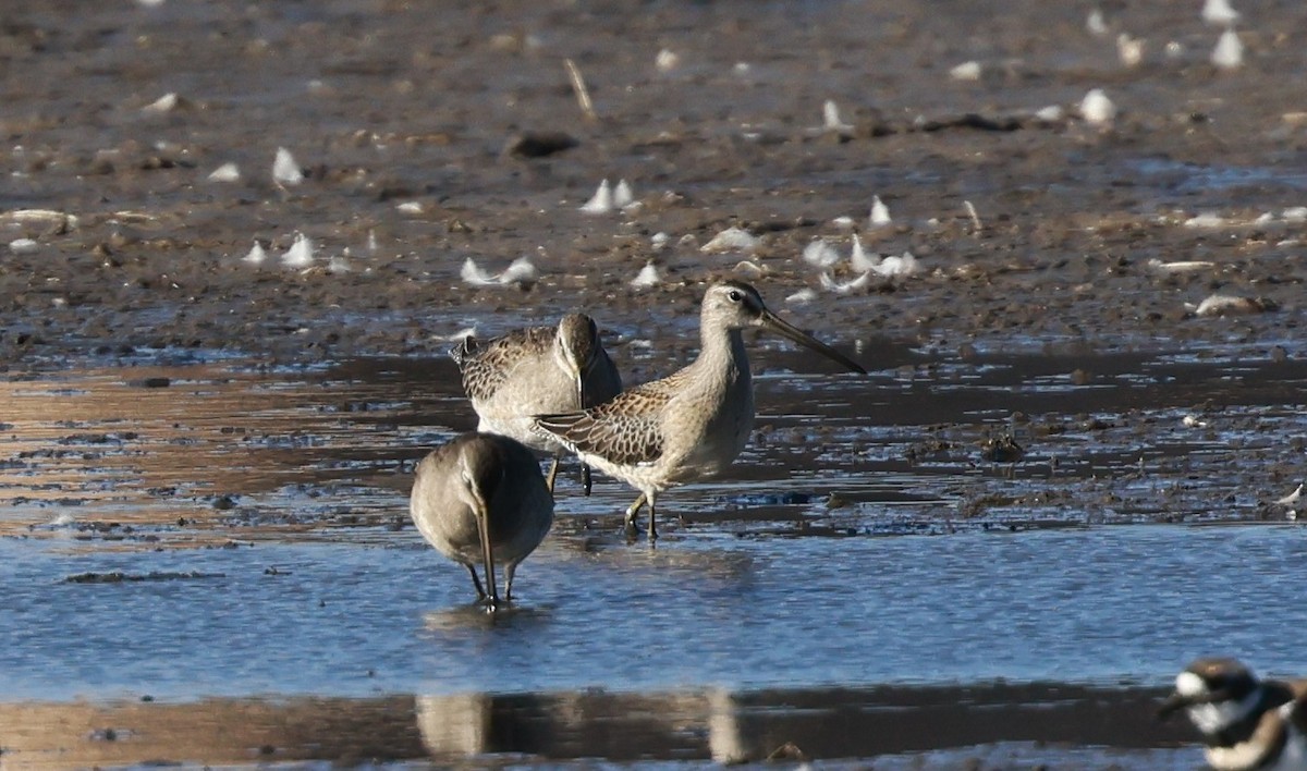 Long-billed Dowitcher - ML642894604
