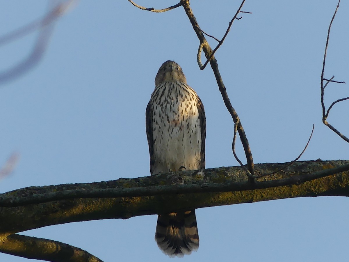 Cooper's Hawk - ML642894605