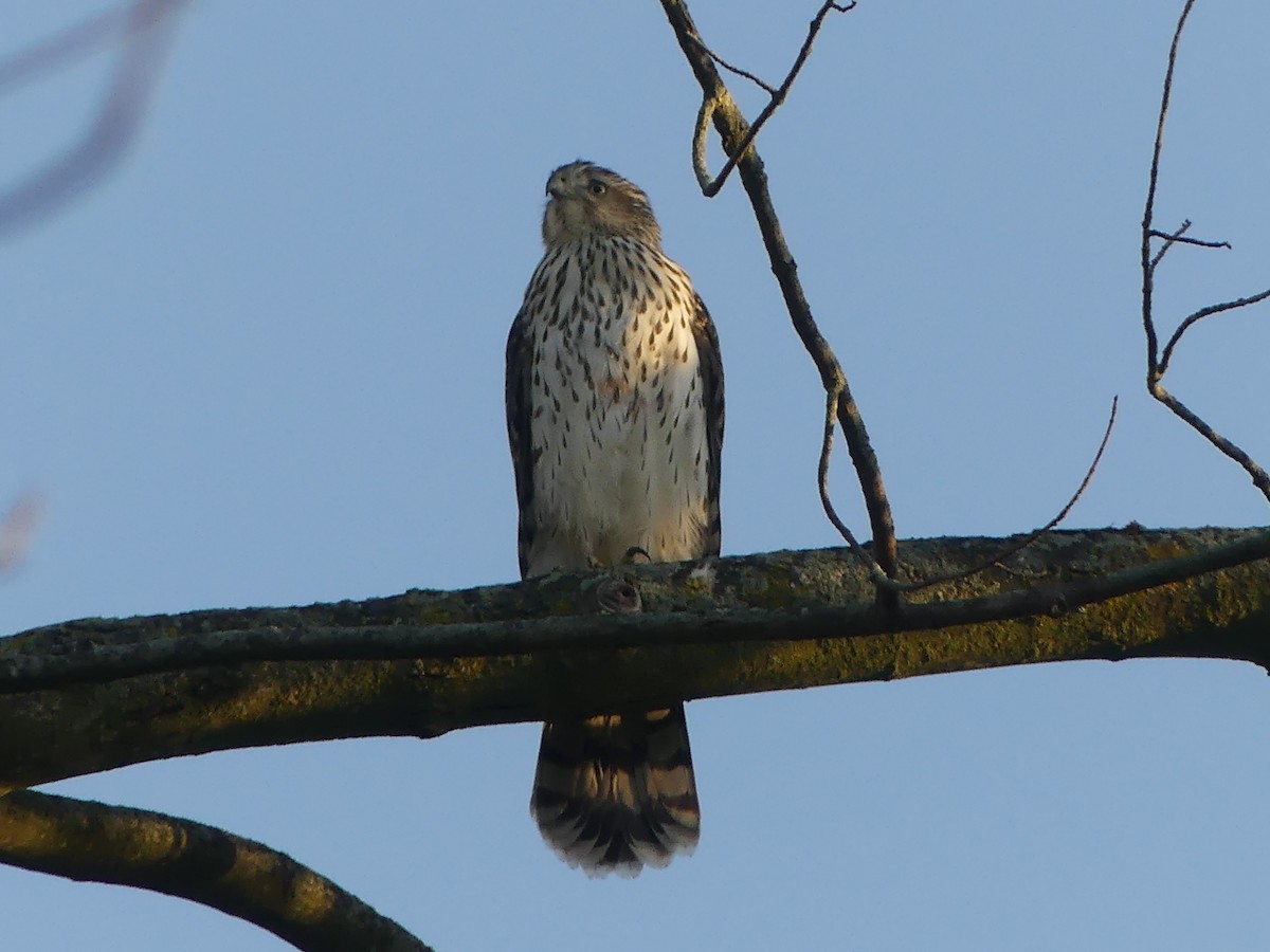 Cooper's Hawk - ML642894606