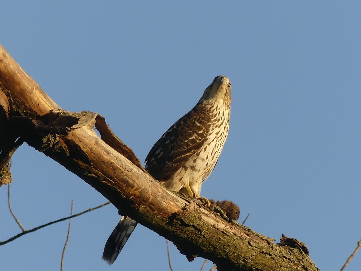 Cooper's Hawk - ML642894607