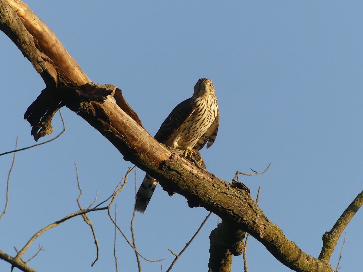 Cooper's Hawk - ML642894608
