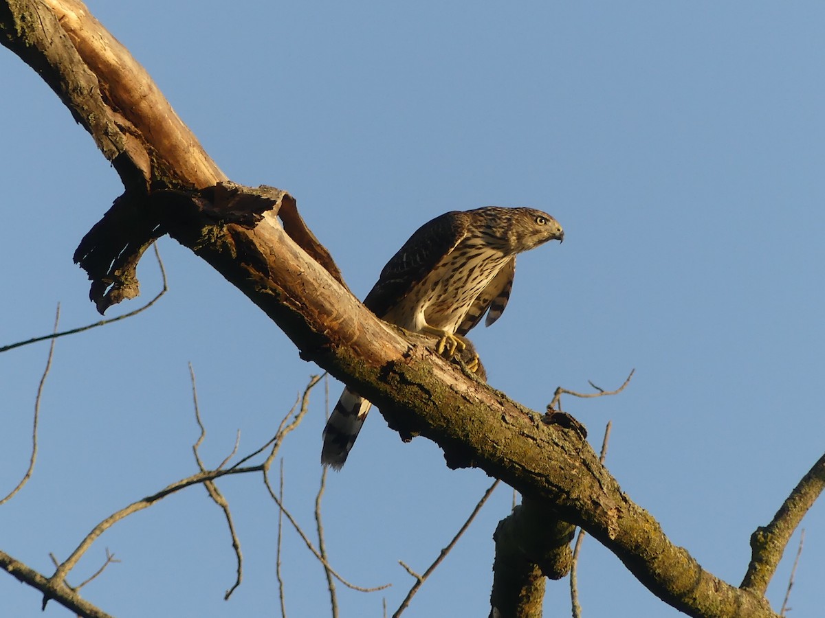 Cooper's Hawk - ML642894609