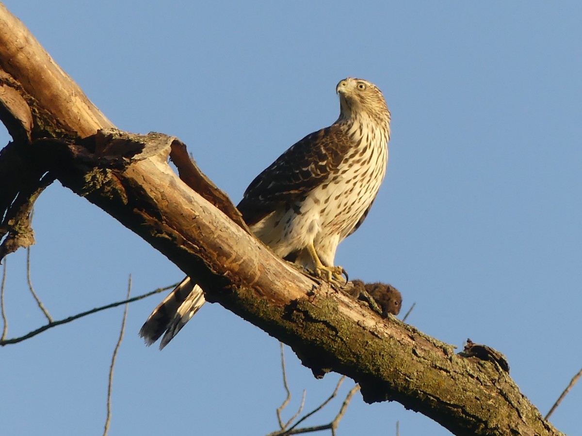 Cooper's Hawk - ML642894610