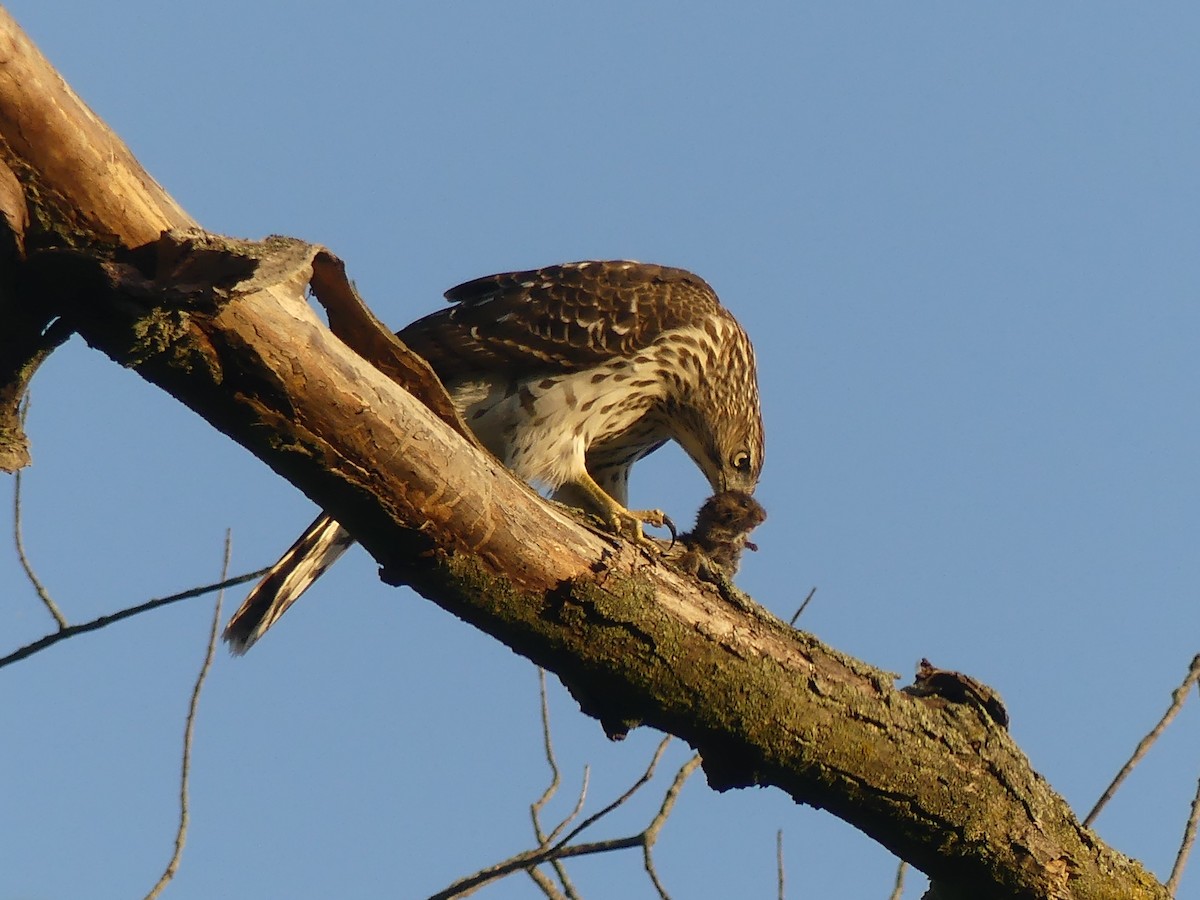 Cooper's Hawk - ML642894611