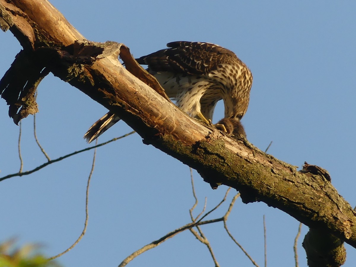 Cooper's Hawk - ML642894612