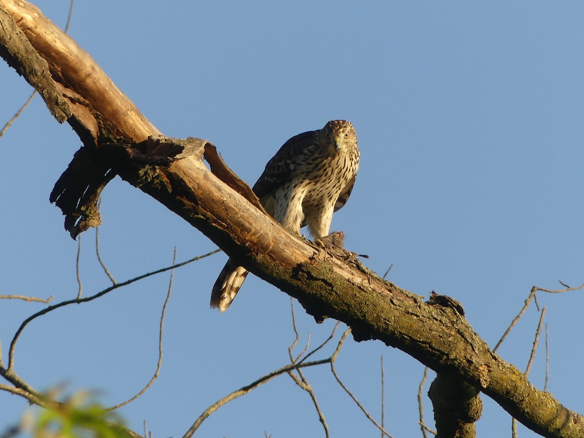 Cooper's Hawk - ML642894614