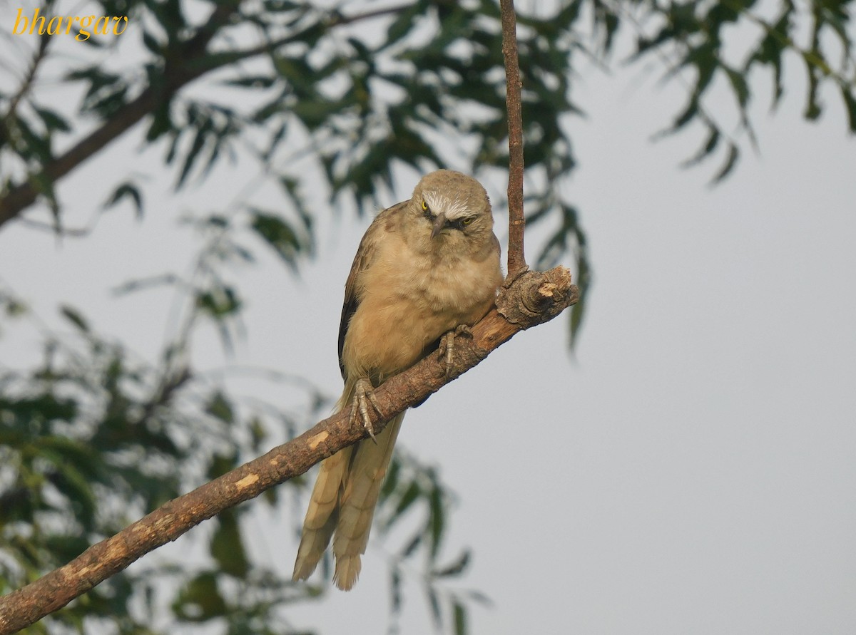 Large Gray Babbler - ML642894616
